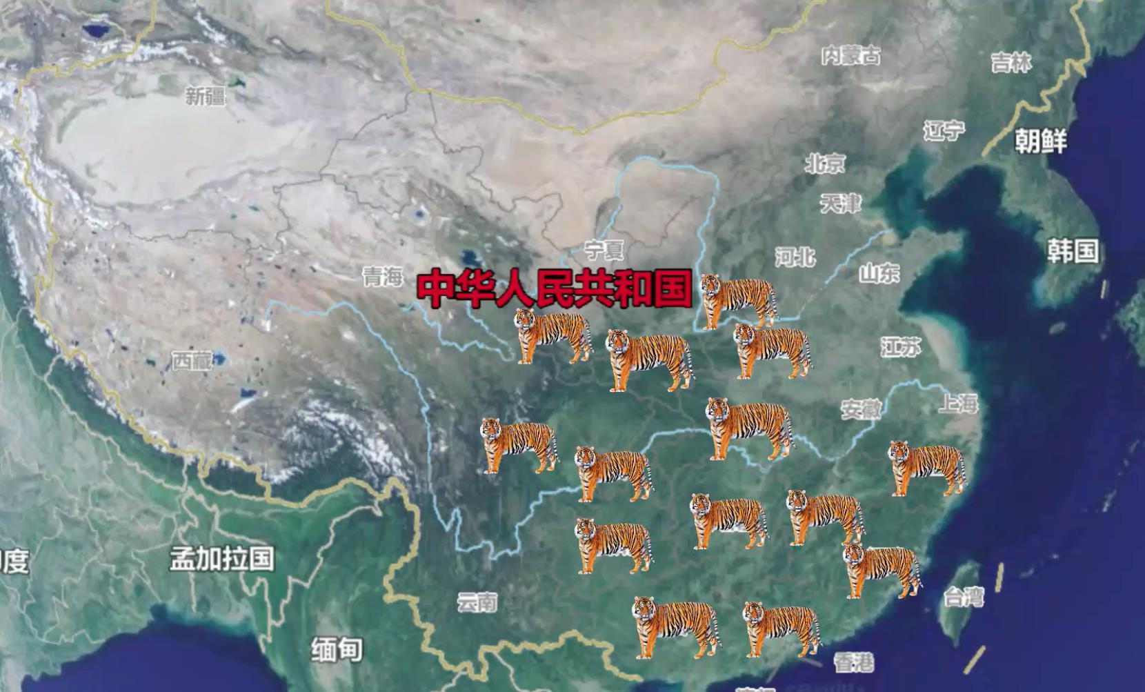 我国老虎分布在哪里(中国老虎分布地区)