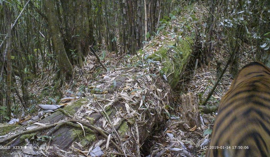 我国老虎分布在哪里(中国老虎分布地区)