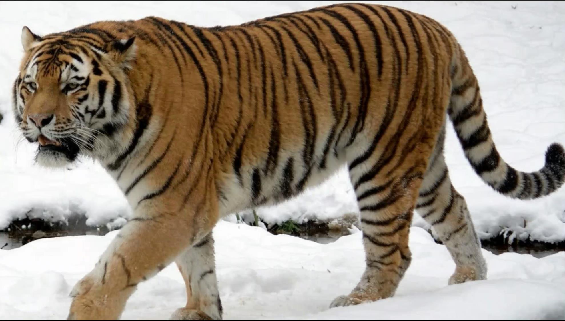 我国老虎分布在哪里(中国老虎分布地区)