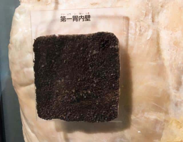 牛有几个胃分别有什么作用(牛几个胃分别叫什么)