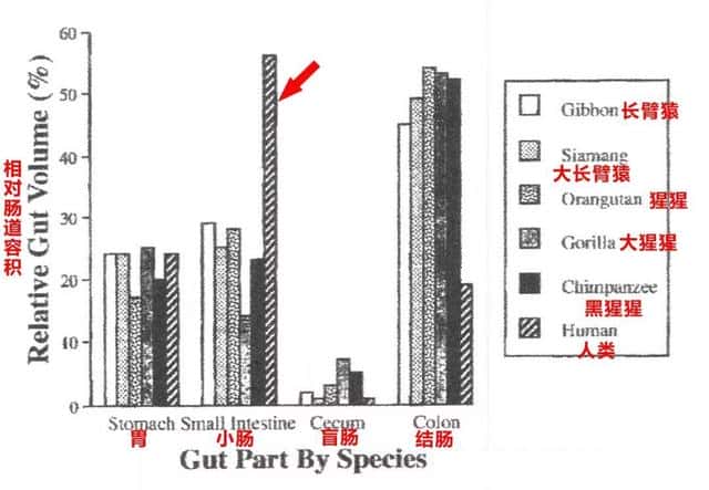 牛有几个胃分别有什么作用(牛几个胃分别叫什么)