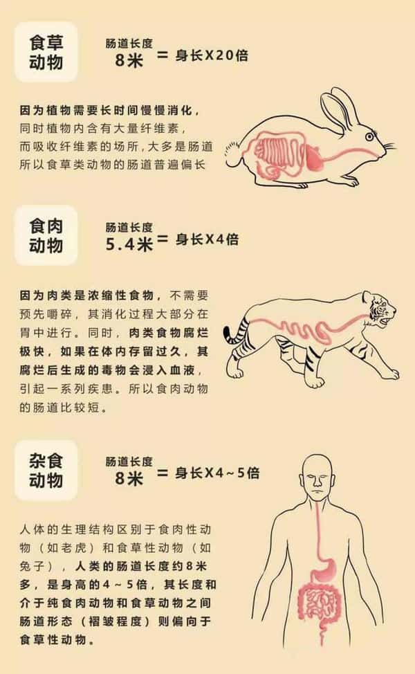 牛有几个胃分别有什么作用(牛几个胃分别叫什么)
