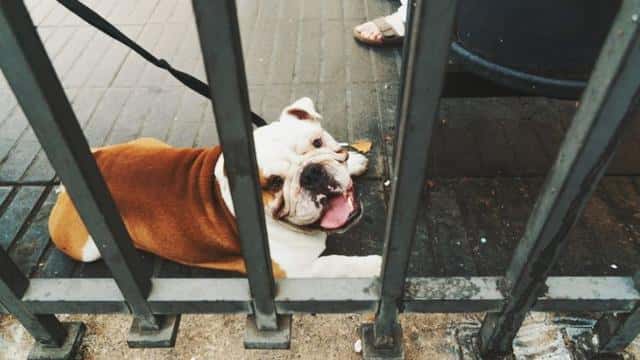 狗狗不吃狗粮给它吃什么（狗狗不吃狗粮怎么办）