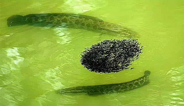 广东人说的生鱼是什么鱼（广东人叫生鱼是啥鱼）