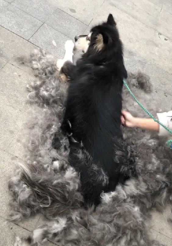 养阿拉斯加的十大忠告（养阿拉斯加需要注意什么）