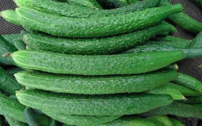 ​黄瓜常温保存还是冰箱冷藏(黄瓜怎么保存时间长新鲜)