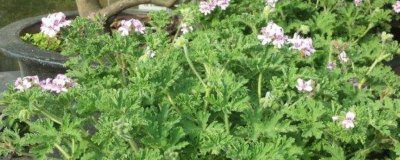 ​驱蚊竹的养殖方法和注意事项