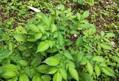 ​魔芋属于蔬菜吗(魔芋是碳水还是蔬菜)