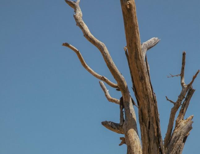 越野风情！王俊凯非洲写真 坐车顶眺望远方风景