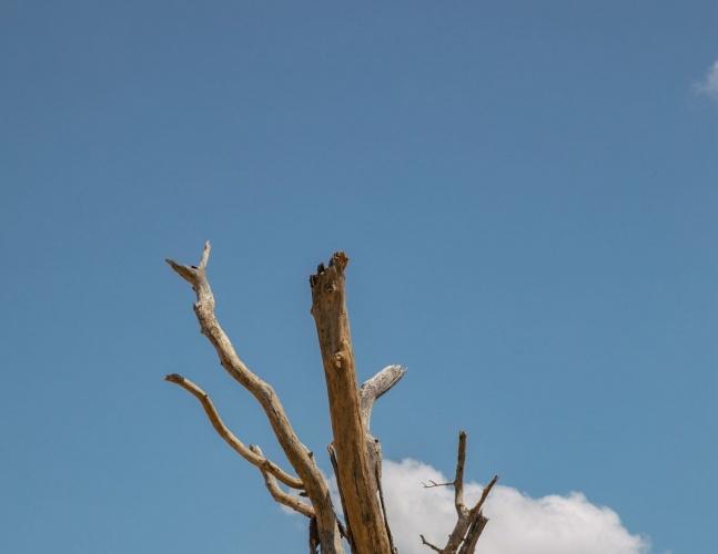 越野风情！王俊凯非洲写真 坐车顶眺望远方风景