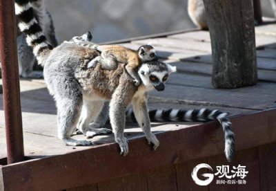 ​青岛森林野生动物园游玩攻略（青岛森林野生动物世界免门票开放）