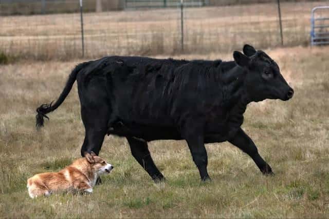 柯基为什么要断尾巴-（柯基为什么要断尾）