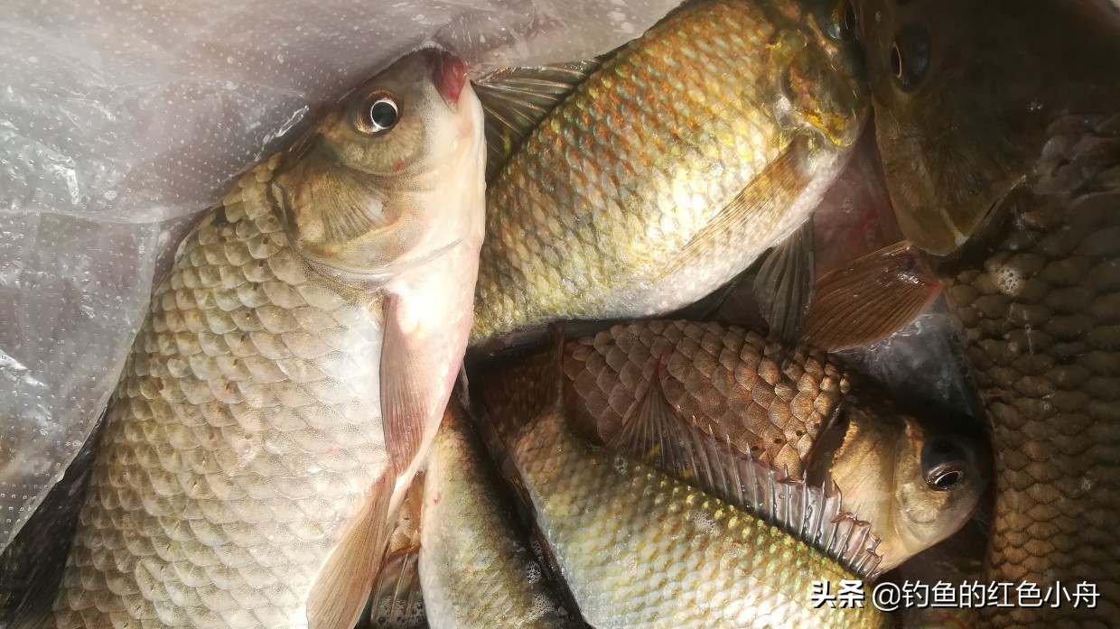 夏季夜钓鲫鱼的最佳时间（夏季夜钓鲫鱼最佳时间）