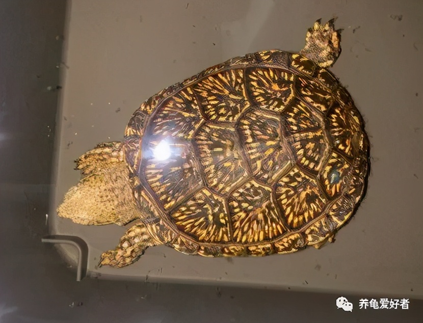 乌龟壳变软怎么回事-（乌龟壳变软了是啥原因）
