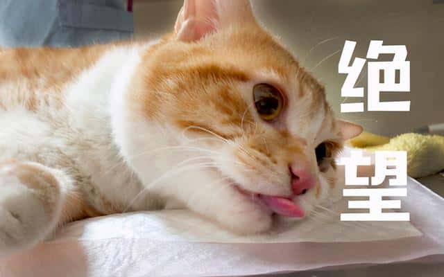 母猫 不绝育（母猫不绝育会怎么样）