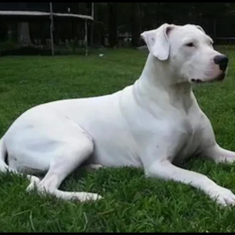 世界上最凶悍的十大名犬排行榜（十大猛犬排行榜介绍）