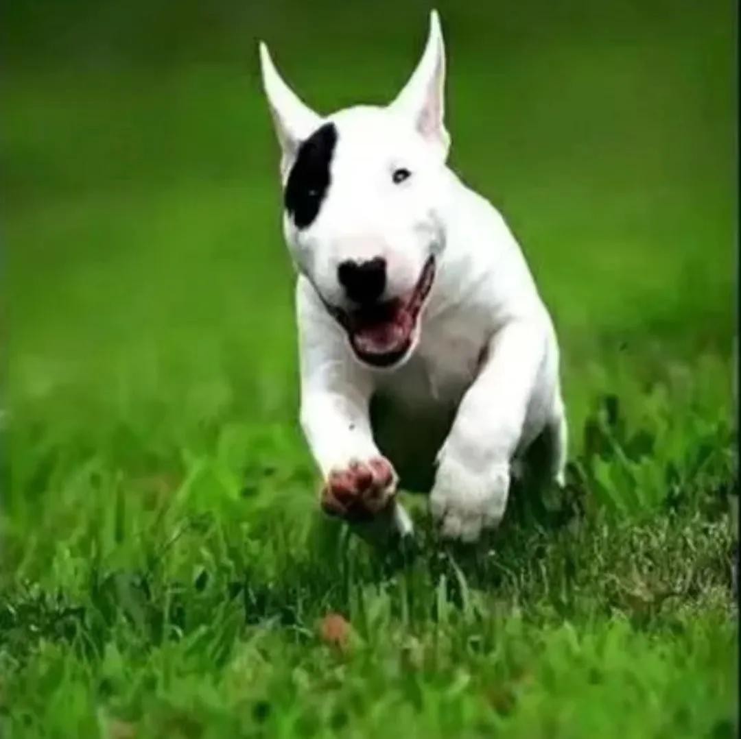 世界上最凶悍的十大名犬排行榜（十大猛犬排行榜介绍）