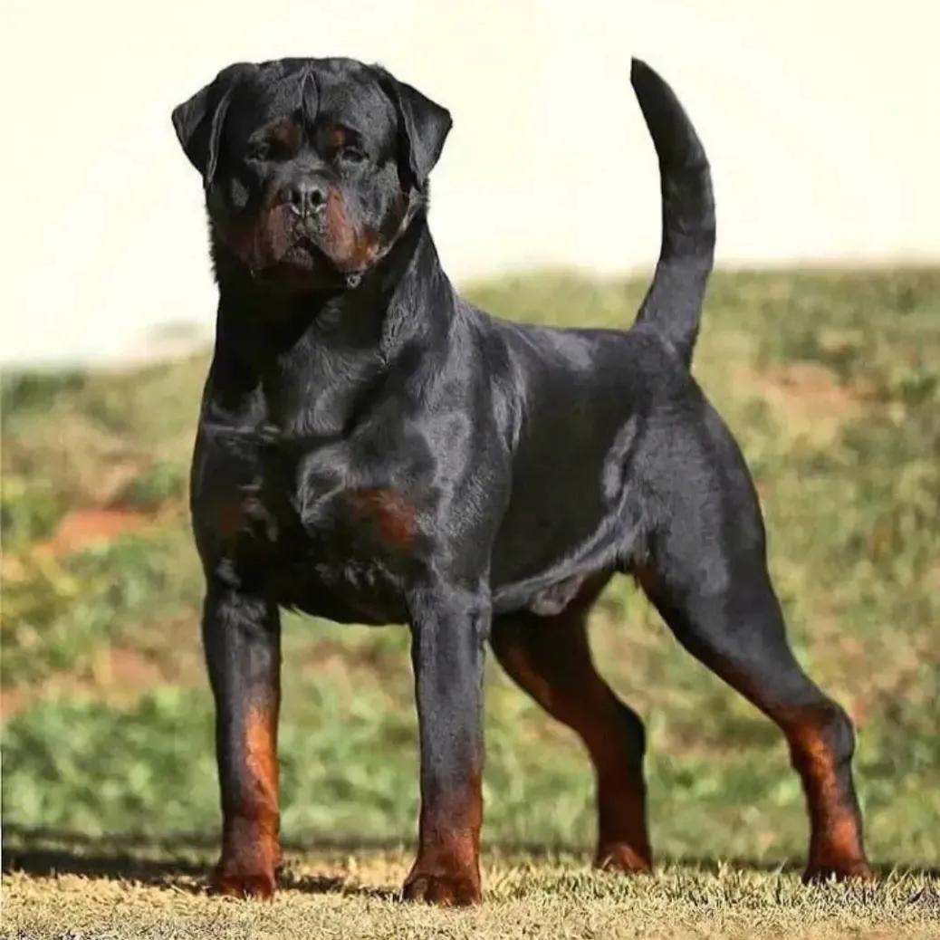 世界上最凶悍的十大名犬排行榜（十大猛犬排行榜介绍）