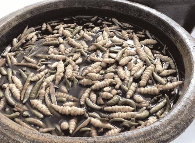 地里的野生土人参，儿时一挖就是一筐（宝塔菜的功效与作用）