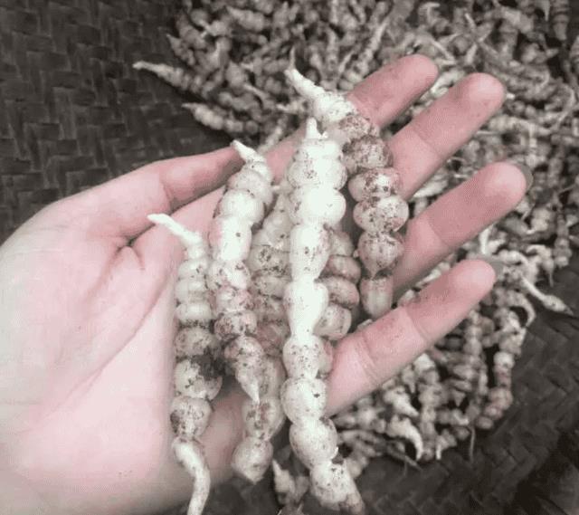 地里的野生土人参，儿时一挖就是一筐（宝塔菜的功效与作用）