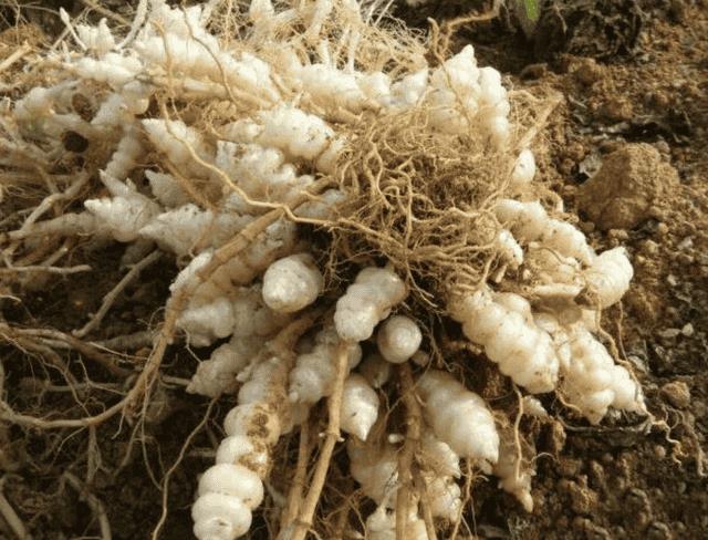 地里的野生土人参，儿时一挖就是一筐（宝塔菜的功效与作用）