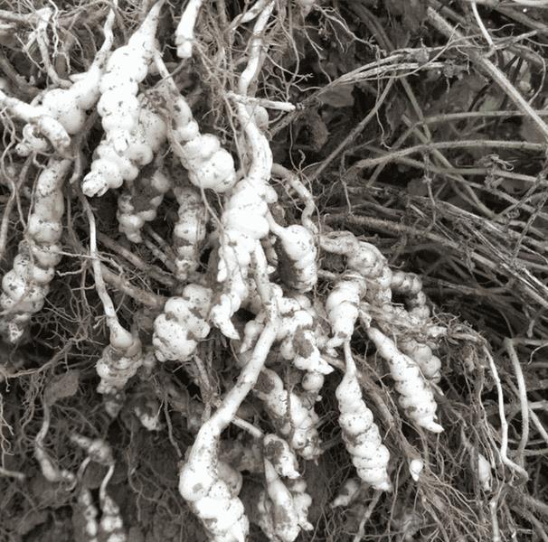 地里的野生土人参，儿时一挖就是一筐（宝塔菜的功效与作用）