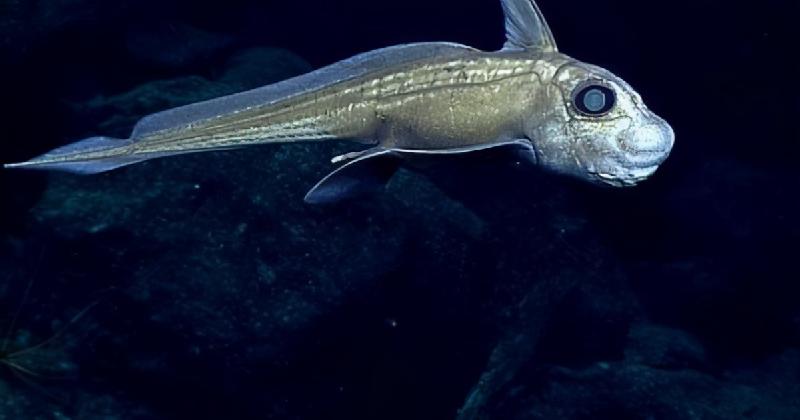 马里亚纳海沟最深有多少米（世界最深的海沟位于哪个大洋）