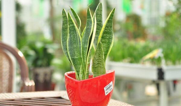 家养金边虎皮兰好吗（金边虎皮兰的风水作用和功效）