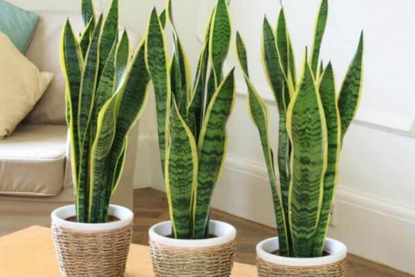 家养金边虎皮兰好吗（金边虎皮兰的风水作用和功效）