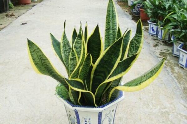 家养金边虎皮兰好吗（金边虎皮兰的风水作用和功效）