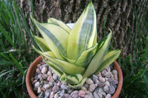 家养金边虎皮兰好吗（金边虎皮兰的风水作用和功效）