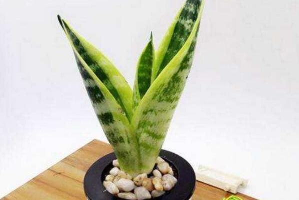 家养金边虎皮兰好吗（金边虎皮兰的风水作用和功效）