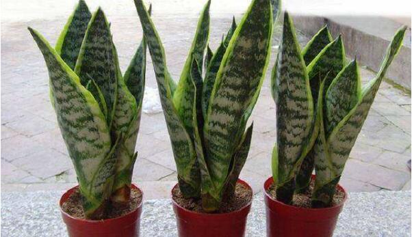 家养金边虎皮兰好吗（金边虎皮兰的风水作用和功效）