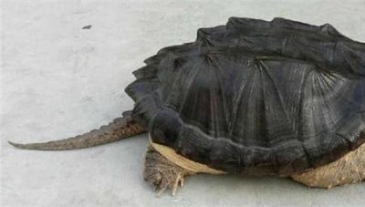 ​乌龟壳有多硬