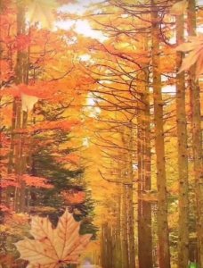 ​高智商的人有哪些特征(高智商的表现特征)