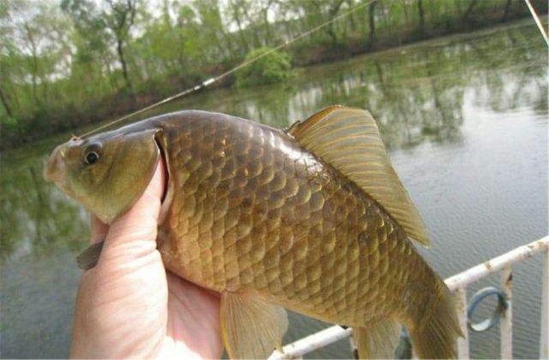 野生鲫鱼喜欢吃什么-（鲫鱼喜欢吃什么食物）