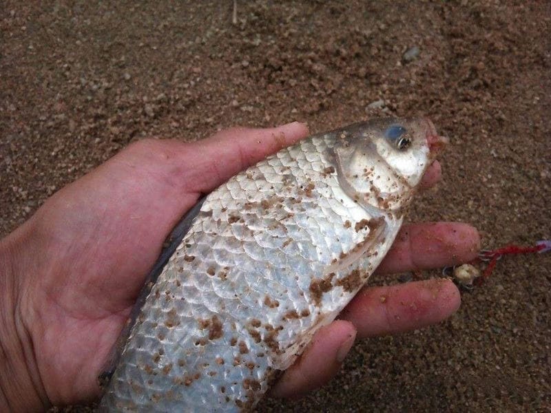 野生鲫鱼喜欢吃什么-（鲫鱼喜欢吃什么食物）