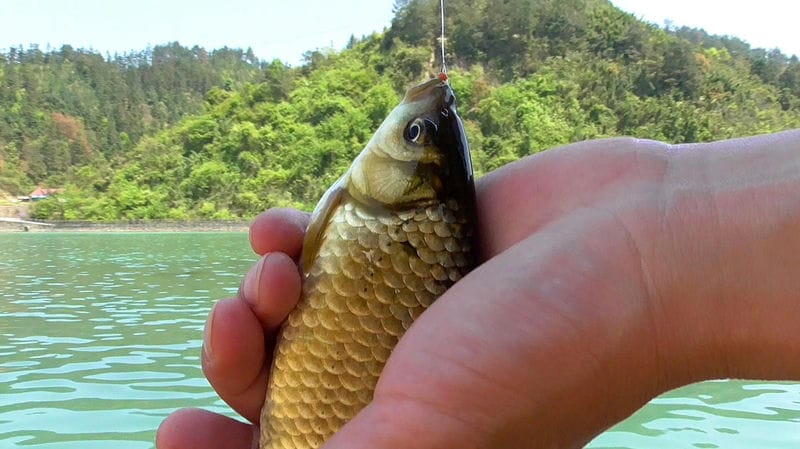 野生鲫鱼喜欢吃什么-（鲫鱼喜欢吃什么食物）