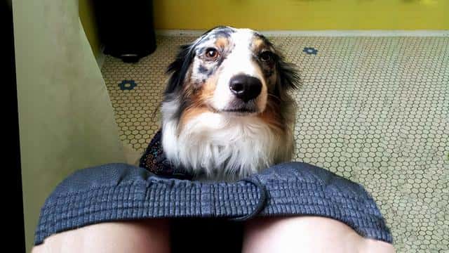 狗狗总是闻主人的裤裆(狗狗为什么老闻主人裆部)