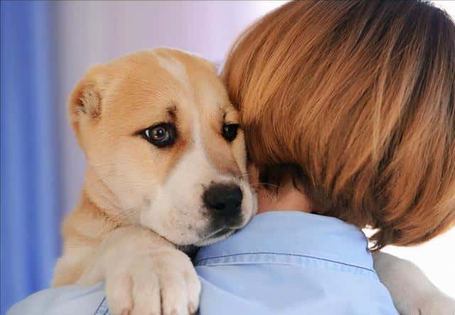 狗狗总是闻主人的裤裆(狗狗为什么老闻主人裆部)