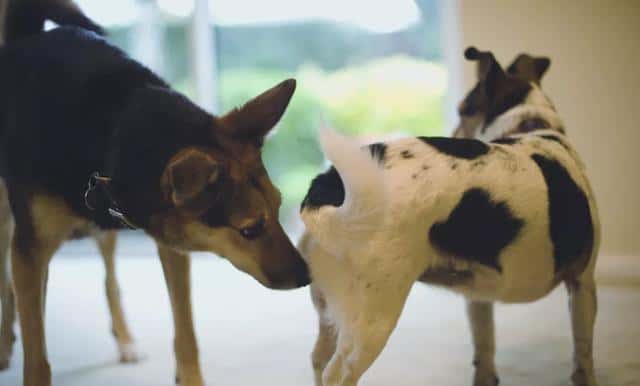 狗狗总是闻主人的裤裆(狗狗为什么老闻主人裆部)