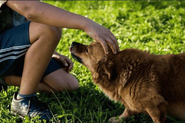 狗狗总是闻主人的裤裆(狗狗为什么老闻主人裆部)