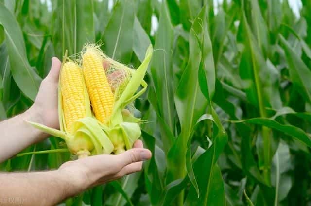 穷人没本钱怎么创业最新(养殖业养什么最好)