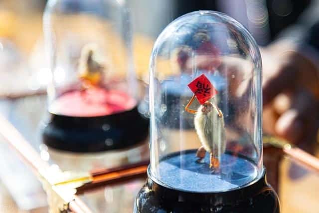 穷人没本钱怎么创业最新(养殖业养什么最好)