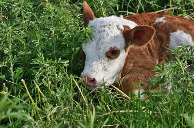 牛犊站不起来是怎么回事(牛犊站不起来有啥快速方法吗)