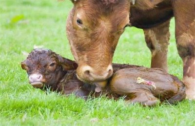 ​牛犊站不起来是怎么回事（牛犊站不起来有啥快速方法吗）