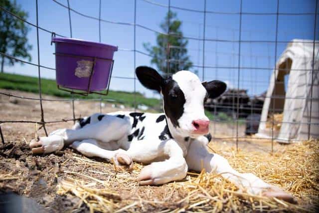 牛犊站不起来是怎么回事(牛犊站不起来有啥快速方法吗)