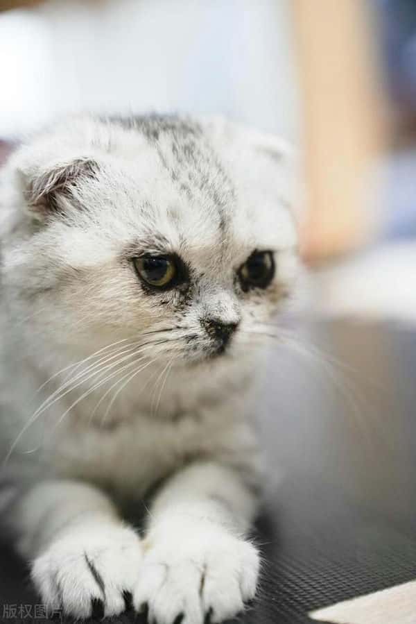 猫发出呼噜声是为什么(猫为什么发出呼噜呼噜的声音)