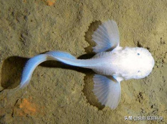 鲸落的含义是什么意思（鲸落的意义是什么意思）