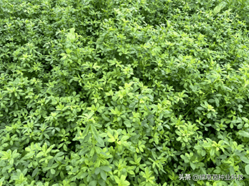 种苜蓿一亩需要多少费用(种植苜蓿的成本与利润)